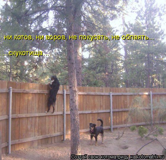 ни котов, ни воров, не покусать, не облаять... ...скукотища...... Котоматрица: ни котов, ни воров, не покусать, не облаять... ...скукотища...
