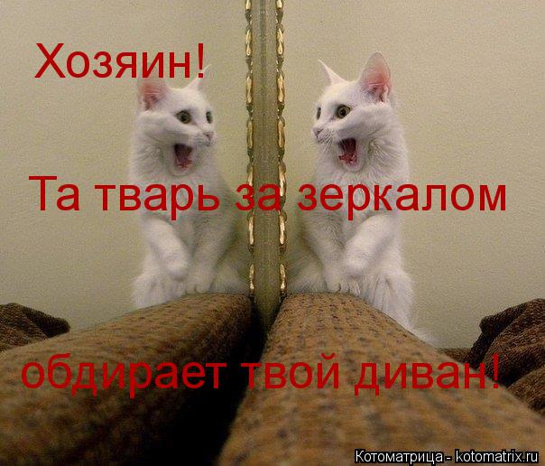Хозяин! Та тварь за зеркалом обдирает твой диван!... Котоматрица: Хозяин! Та тварь за зеркалом обдирает твой диван!