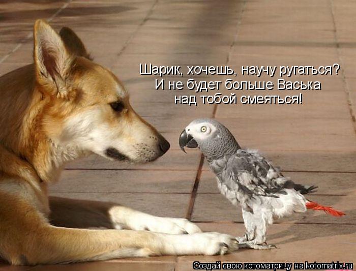 Шарик, хочешь, научу ругаться? И не будет больше Васька над тобой смеяться!... Котоматрица: Шарик, хочешь, научу ругаться? И не будет больше Васька над тобой смеяться!