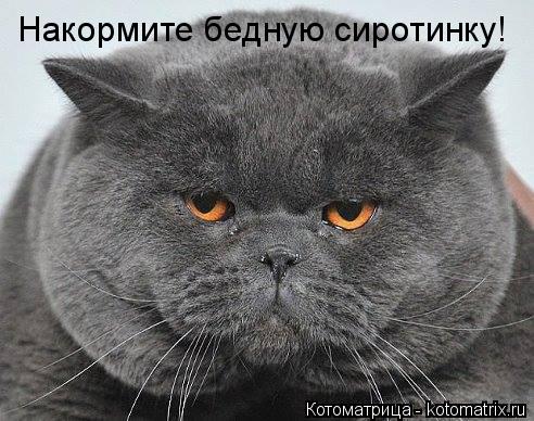 Накормите бедную сиротинку!... Котоматрица: Накормите бедную сиротинку!