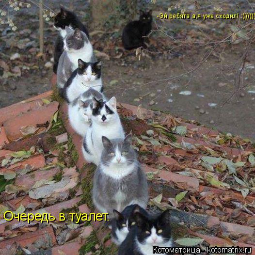 Котоматрица: Очередь в туалет. -Эй ребята а,я уже сходил! :)))))))