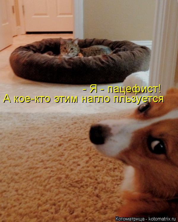 Котоматрица: А кое-кто этим нагло пльзуется - Я - пацефист!