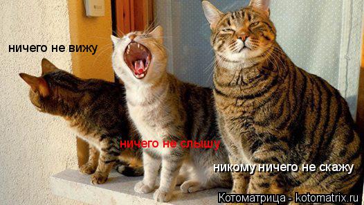 Котоматрица: ничего не вижу ничего не слышу никому ничего не скажу