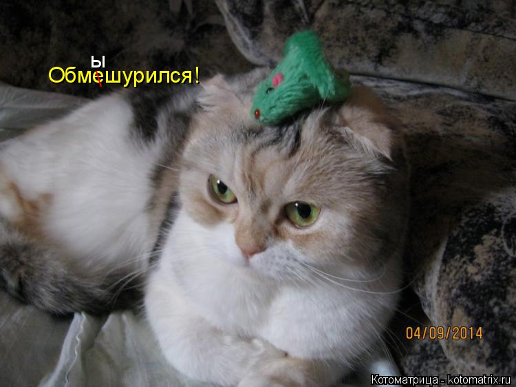 Обмешурился! \ ы... Котоматрица: Обмешурился! \ ы