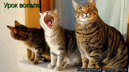 Котоматрица: Урок вокала