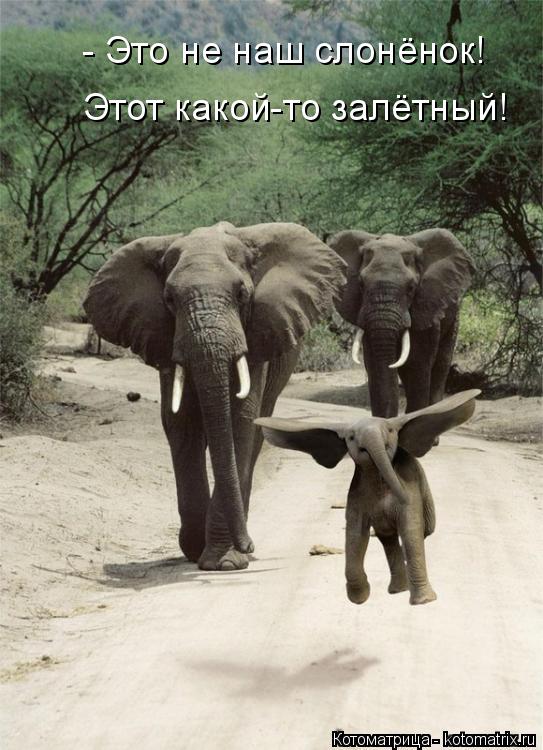 Котоматрица: - Это не наш слонёнок! Этот какой-то залётный!