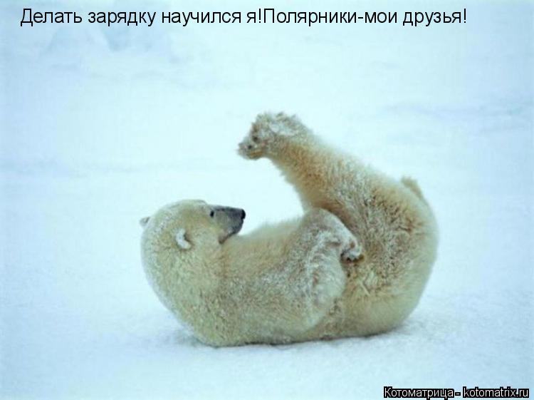 Котоматрица: Делать зарядку научился я!Полярники-мои друзья!