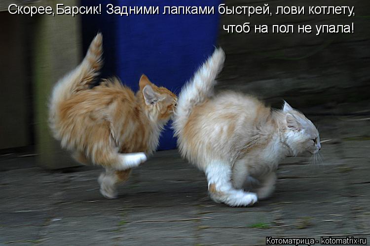 Котоматрица: Скорее,Барсик! Задними лапками быстрей, лови котлету, чтоб на пол не упала! чтоб на пол не упала!