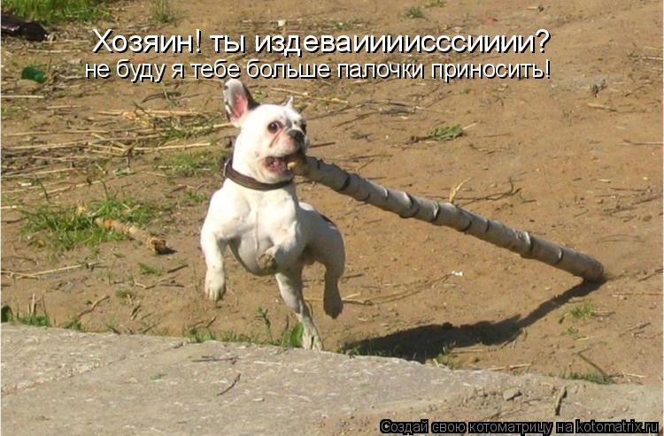 Котоматрица: Хозяин! ты издеваиииисссииии? не буду я тебе больше палочки приносить!