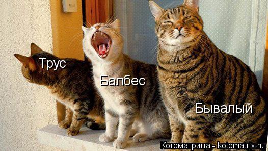 Котоматрица: Трус Балбес Бывалый
