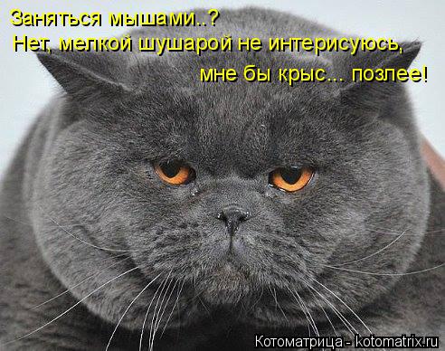 Заняться мышами..? Нет, мелкой шушарой не интерисуюсь, мне бы крыс... позлее!... Котоматрица: Заняться мышами..? Нет, мелкой шушарой не интерисуюсь, мне бы крыс... позлее!