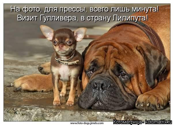 Котоматрица: На фото, для прессы, всего лишь минута! Визит Гулливера, в страну Лилипута!