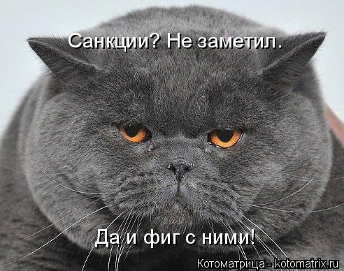 Котоматрица: Санкции? Не заметил.  Да и фиг с ними!