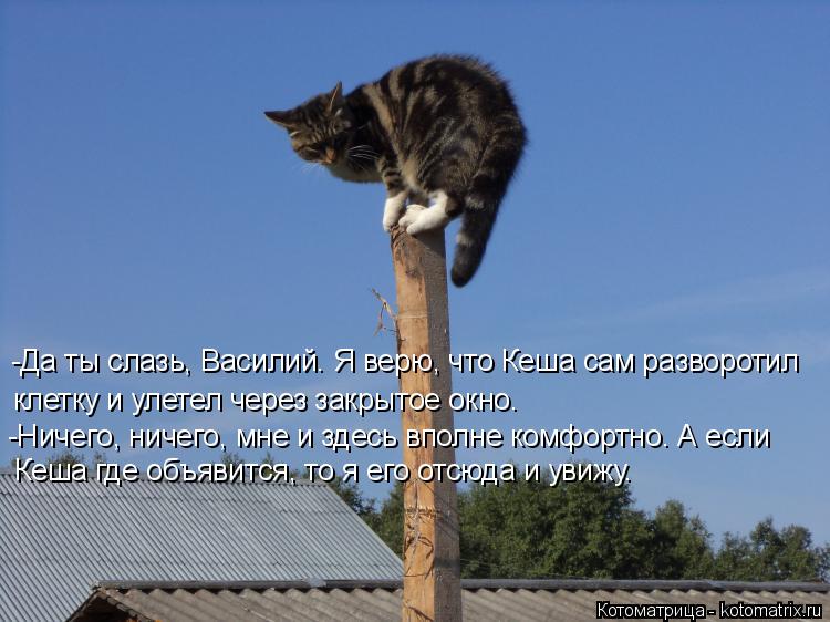 Котоматрица: -Да ты слазь, Василий. Я верю, что Кеша сам разворотил  клетку и улетел через закрытое окно. -Ничего, ничего, мне и здесь вполне комфортно. А ес