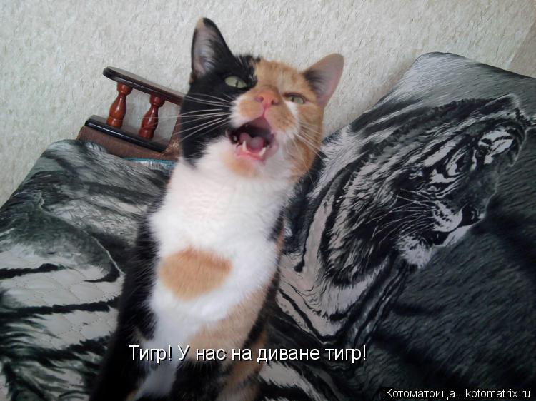 Котоматрица: Тигр! У нас на диване тигр!