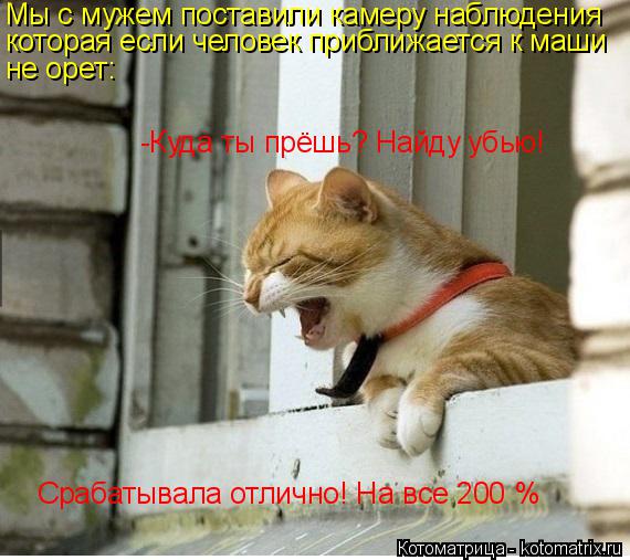 Котоматрица: Мы с мужем поставили камеру наблюдения  которая если человек приближается к маши не орет: -Куда ты прёшь? Найду убью! Срабатывала отлично! На