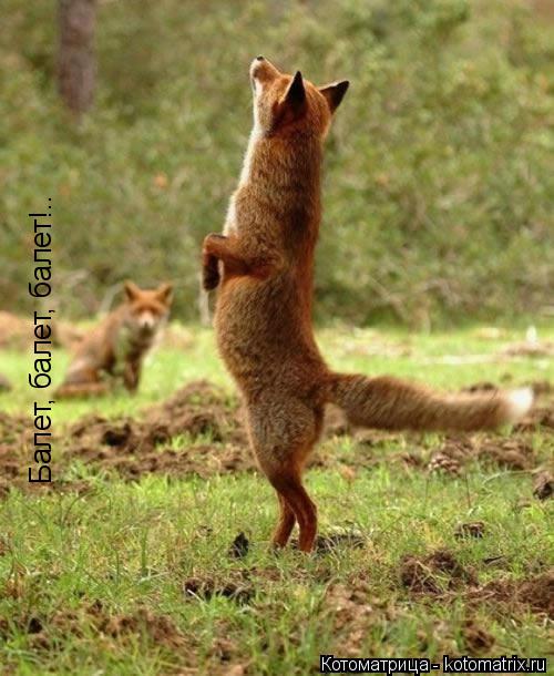 Котоматрица: Балет, балет, балет!..