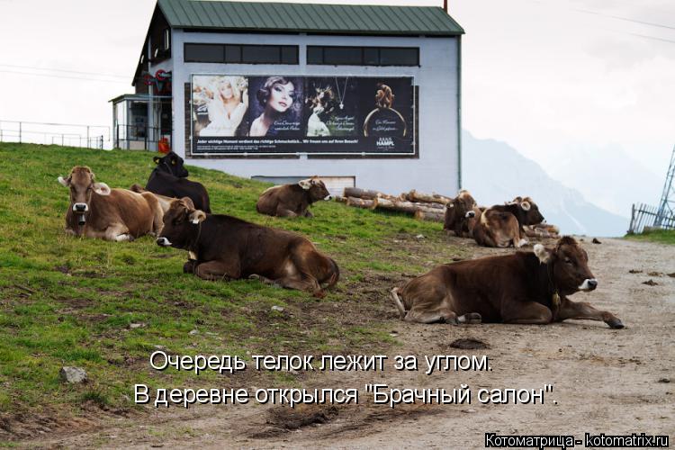 Котоматрица: В деревне открылся "Брачный салон". Очередь телок лежит за углом.
