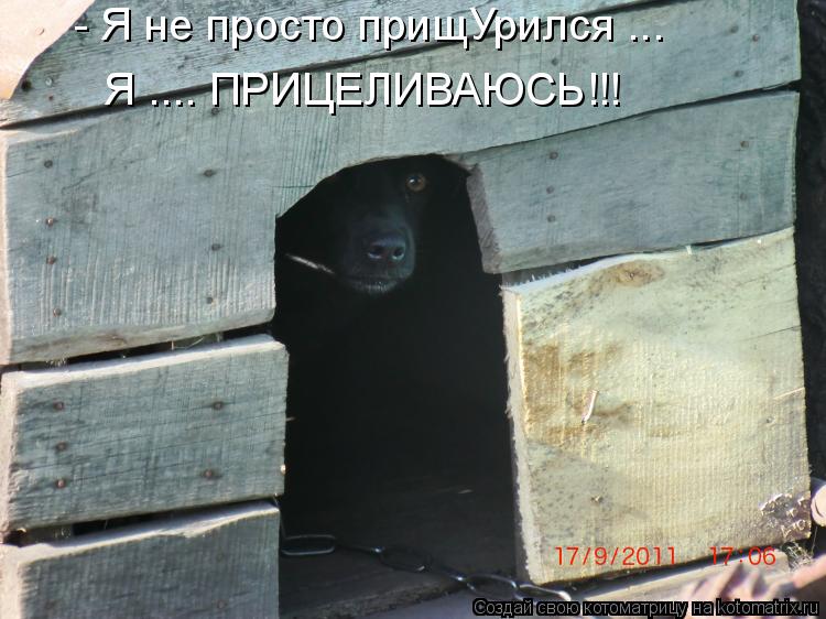 Котоматрица: - Я не просто прищУрился ... Я .... ПРИЦЕЛИВАЮСЬ!!!