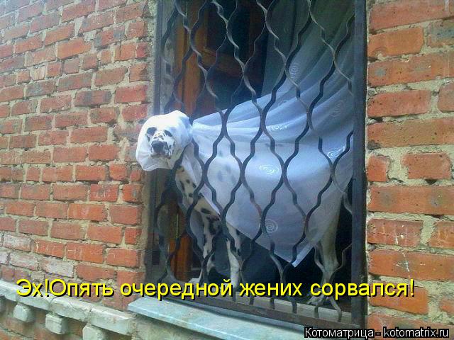 Эх!Опять очередной жених сорвался!... Котоматрица: Эх!Опять очередной жених сорвался!