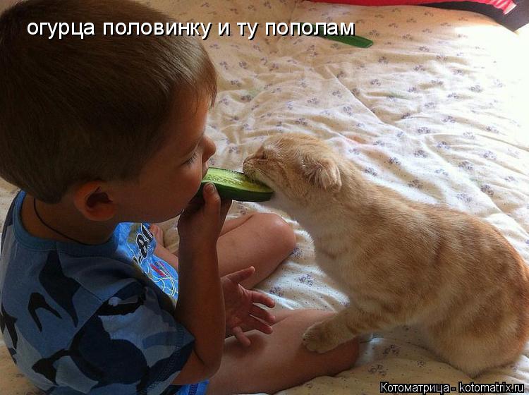 огурца половинку и ту пополам... Котоматрица: огурца половинку и ту пополам