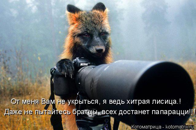 Котоматрица: Даже не пытайтесь братцы, всех достанет папарацци!!! От меня Вам не укрыться, я ведь хитрая лисица.!