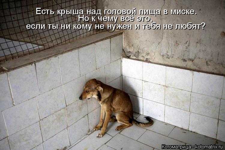 Но к чему всё это, Есть крыша над головой пища в миске. если ты ни кому не нужен и тебя не любят?... Котоматрица: Но к чему всё это, Есть крыша над головой пища в миске. если ты ни кому не нужен и тебя не любят?