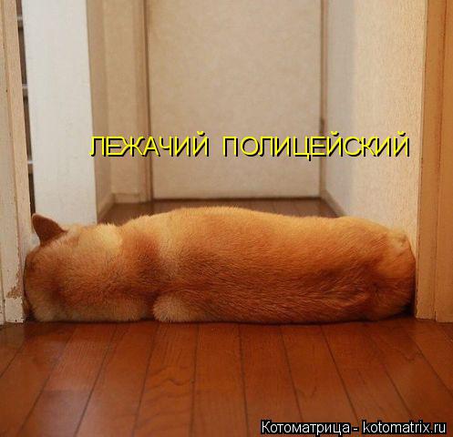 Котоматрица: ЛЕЖАЧИЙ  ПОЛИЦЕЙСКИЙ