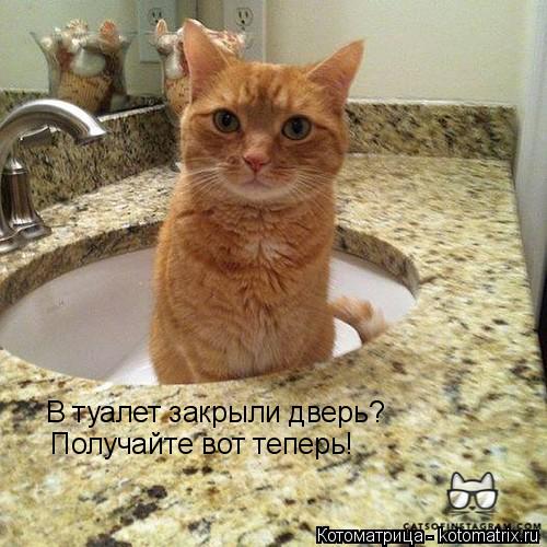 Котоматрица: В туалет закрыли дверь? Получайте вот теперь!
