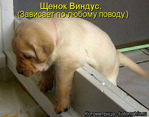 Щенок Виндус. (Зависает по любому поводу.)... Котоматрица: Щенок Виндус. (Зависает по любому поводу.)