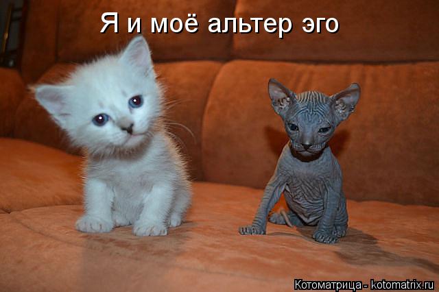 Котоматрица: Я и моё альтер эго