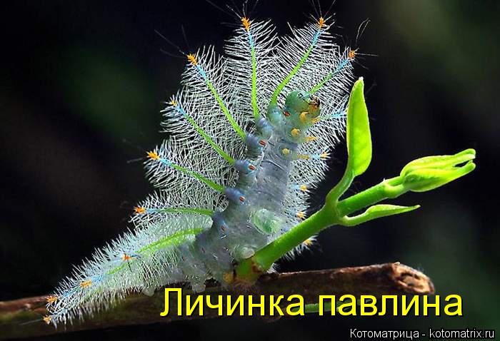 Личинка павлина... Котоматрица: Личинка павлина