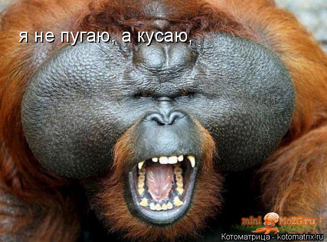 Котоматрица: я не пугаю, а кусаю,