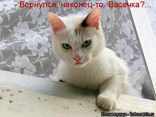 Котоматрица: - Вернулся, наконец-то  Васечка?...