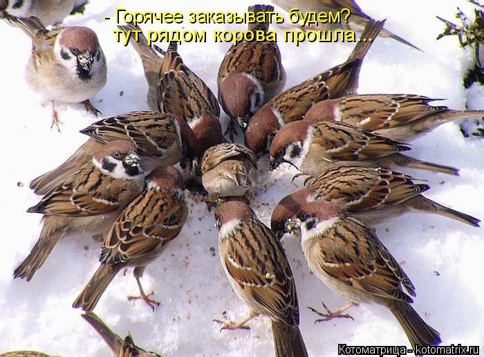 Котоматрица: - Горячее заказывать будем? тут рядом корова прошла...