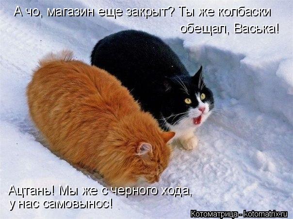 Котоматрица: А чо, магазин еще закрыт? Ты же колбаски  обещал, Васька! Ацтань! Мы же с черного хода,  у нас самовынос!