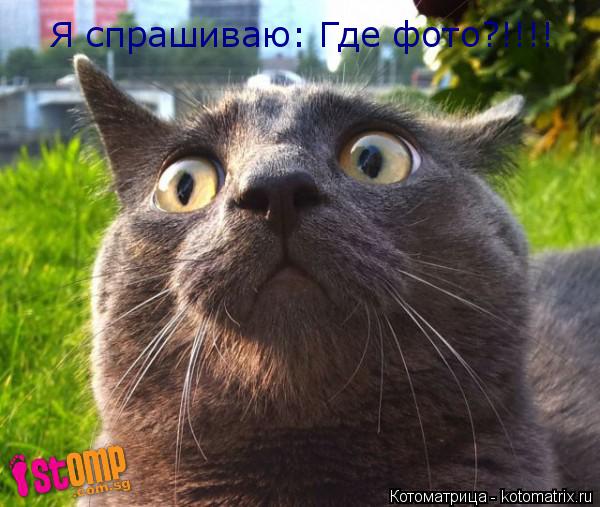 Я спрашиваю: Где фото?!!!!... Котоматрица: Я спрашиваю: Где фото?!!!!