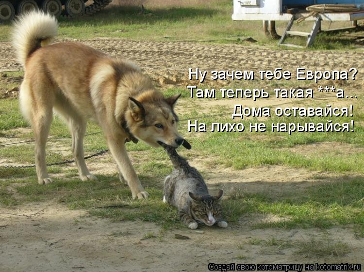 Там теперь такая ***а... Ну зачем тебе Европа? Дома оставайся! На лихо не нарывайся!... Котоматрица: Там теперь такая ***а... Ну зачем тебе Европа? Дома оставайся! На лихо не нарывайся!