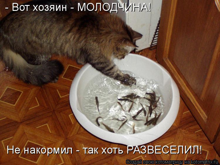 Котоматрица: - Вот хозяин - МОЛОДЧИНА! Не накормил - так хоть РАЗВЕСЕЛИЛ!