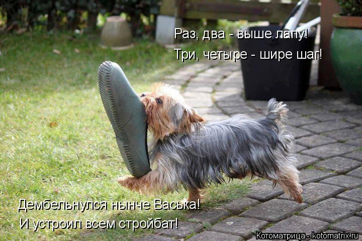 Котоматрица: Раз, два - выше лапу! Три, четыре - шире шаг! Дембельнулся нынче Васька! И устроил всем стройбат!