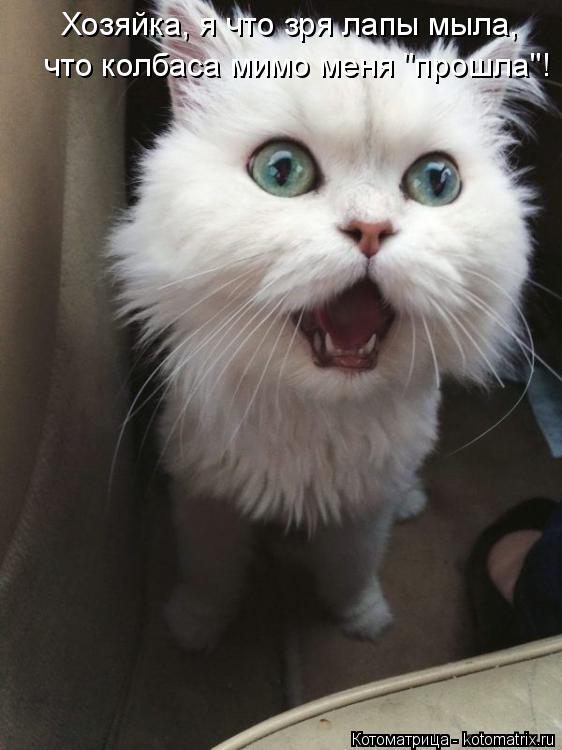 Котоматрица: Хозяйка, я что зря лапы мыла, что колбаса мимо меня "прошла"!