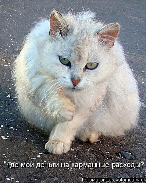 Котоматрица: Где мои деньги на карманные расходы? Где мои деньги на карманные расходы?