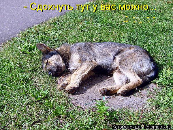 Котоматрица: - Сдохнуть тут у вас можно...