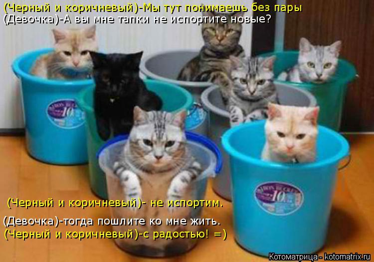 Котоматрица: (Черный и коричневый)-Мы тут понимаешь без пары (Девочка)-А вы мне тапки не испортите новые? (Девочка)-тогда пошлите ко мне жить. (Черный и кори