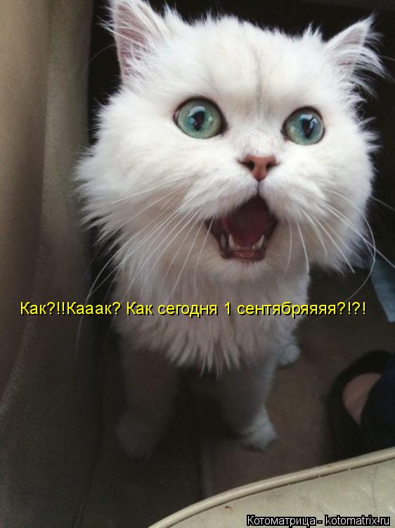 Котоматрица: Как?!!Кааак? Как сегодня 1 сентябряяяя?!?!