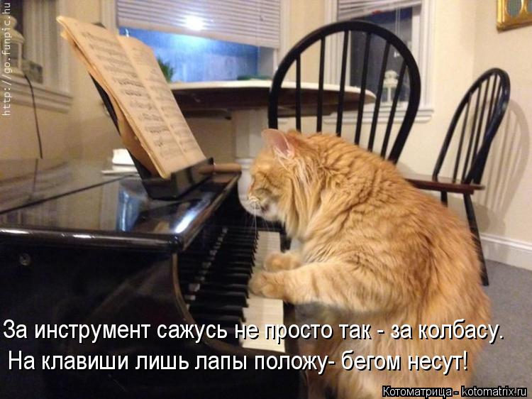 Котоматрица: За инструмент сажусь не просто так - за колбасу. На клавиши лишь лапы положу- бегом несут!