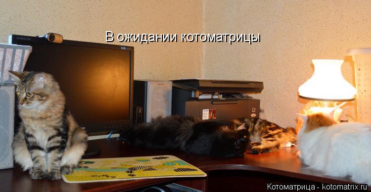 В ожидании котоматрицы... Котоматрица: В ожидании котоматрицы