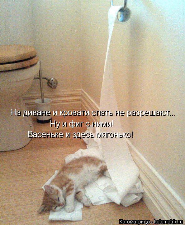 Котоматрица: На диване и кровати спать не разрешают... Ну и фиг с ними! Васеньке и здесь мягонько!