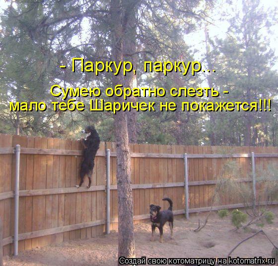Сумею обратно слезть - мало тебе Шаричек не покажется!!! - Паркур, паркур...... Котоматрица: Сумею обратно слезть - мало тебе Шаричек не покажется!!! - Паркур, паркур...