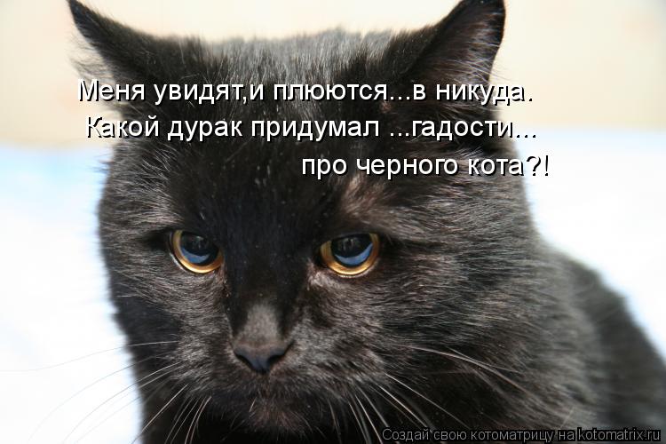Котоматрица: Меня увидят,и плюются...в никуда. Какой дурак придумал ...гадости... про черного кота?!